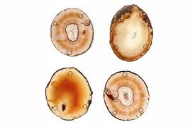 Pedra Agate Coasters Sand Set of 4 Natural