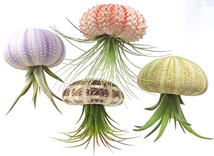 Sea Urchin Air Plant Jellyfish